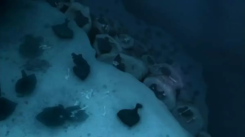 Trash bags fill with dead bodies in the ocean in Dexter.