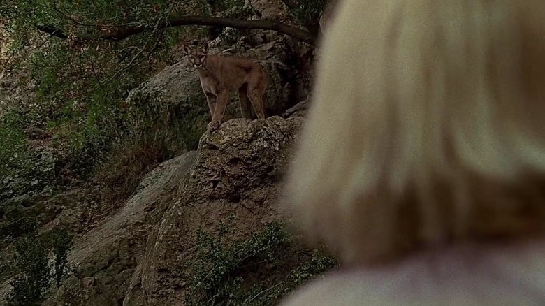 Um puma está olhando para Kim 