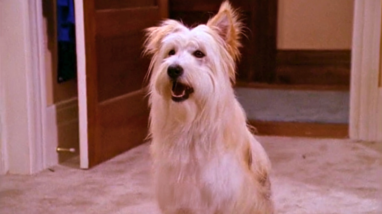Happy the Dog on 7th Heaven