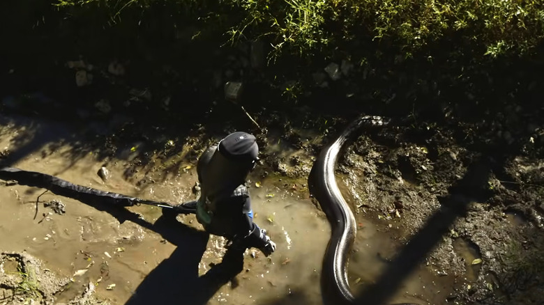 Paul Rosolie approaches a large snake in Eaten Alive (2014)