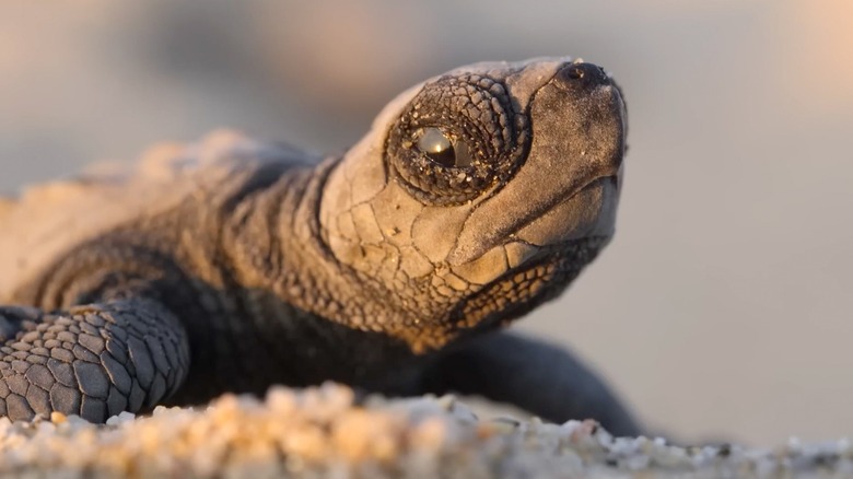 A turtle crawls through sand in Our Planet.