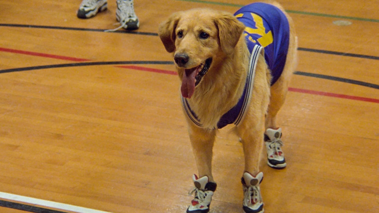 Buddy in basketball gear standing in court in 