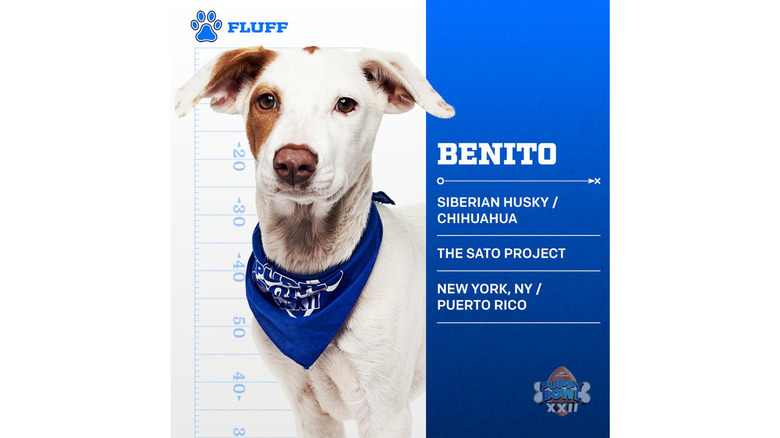 Puppy Bowl 2026's Adorable Adoptable Starting Lineup