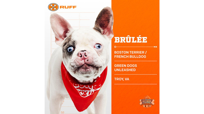 Puppy Bowl 2026's Adorable Adoptable Starting Lineup