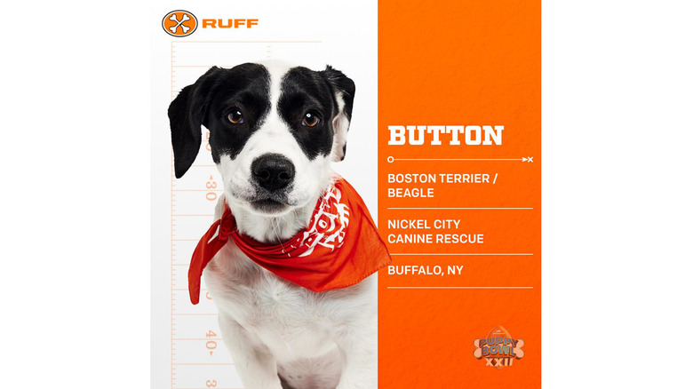 Puppy Bowl 2026's Adorable Adoptable Starting Lineup