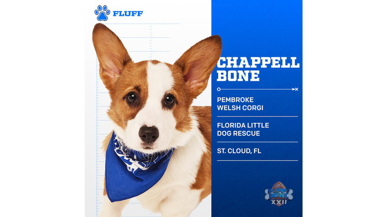 Puppy Bowl 2026's Adorable Adoptable Starting Lineup