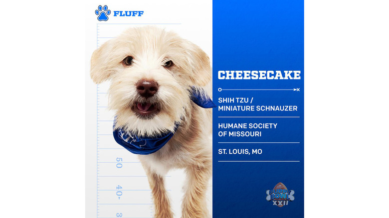 Puppy Bowl 2026's Adorable Adoptable Starting Lineup