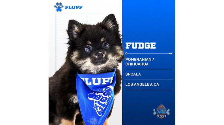 Puppy Bowl 2026's Adorable Adoptable Starting Lineup
