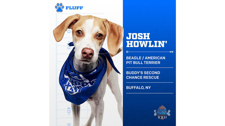 Puppy Bowl 2026's Adorable Adoptable Starting Lineup
