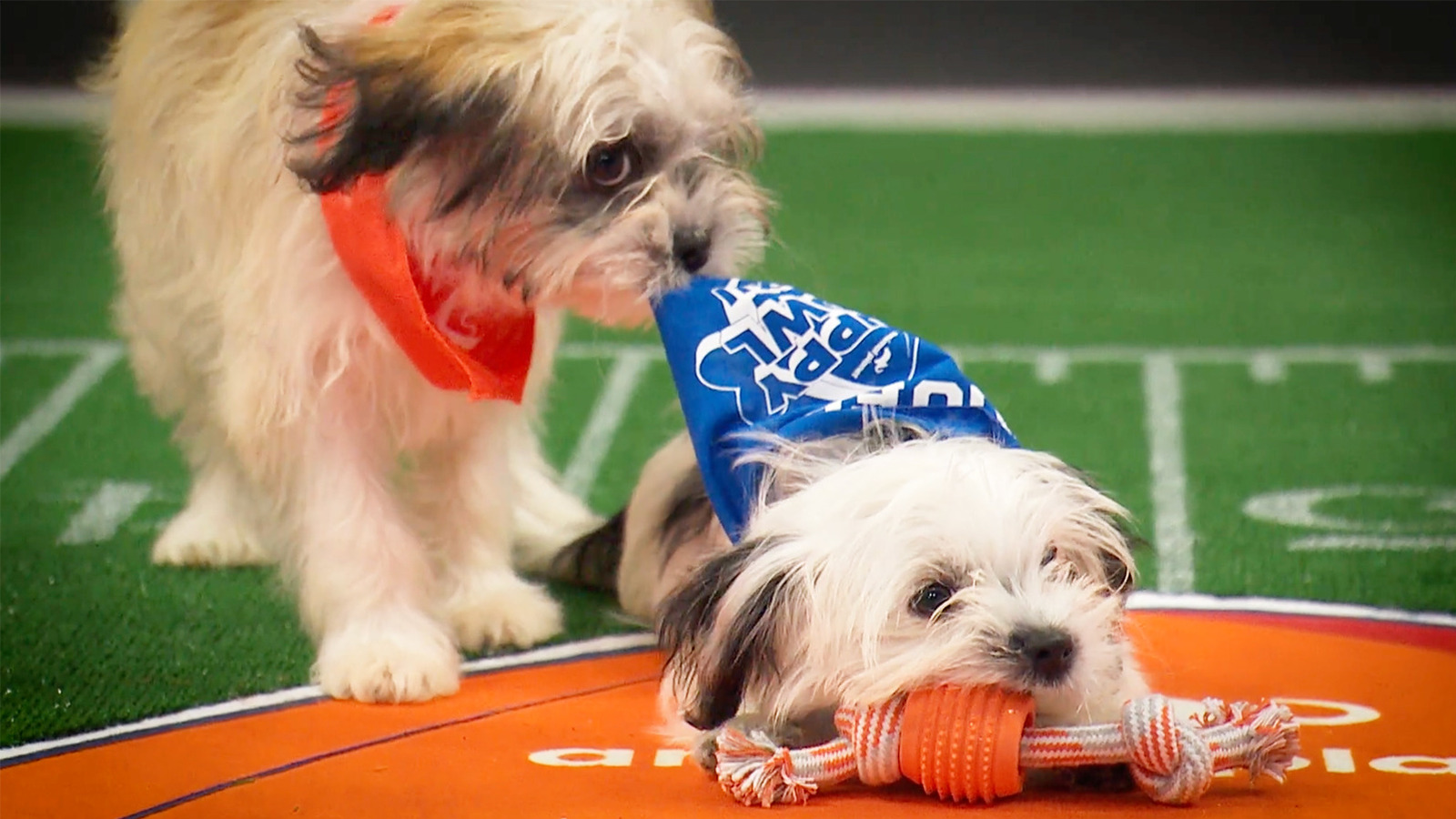 Puppy Bowl 2026 Photos: Meet The Adorable, Adoptable Starting Lineup
