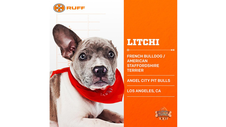 Puppy Bowl 2026's Adorable Adoptable Starting Lineup