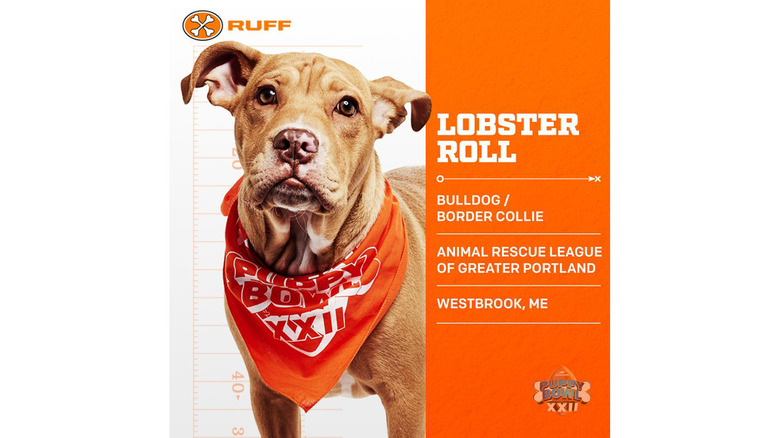 Puppy Bowl 2026's Adorable Adoptable Starting Lineup