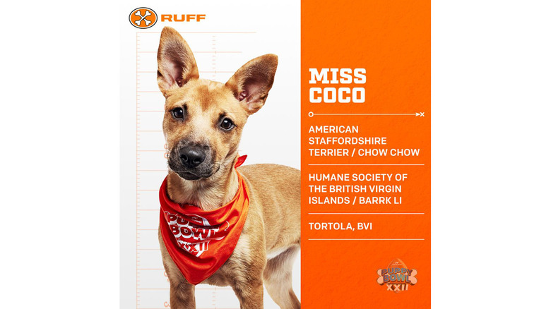 Puppy Bowl 2026's Adorable Adoptable Starting Lineup