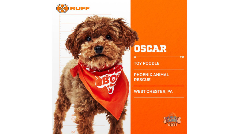 Puppy Bowl 2026's Adorable Adoptable Starting Lineup