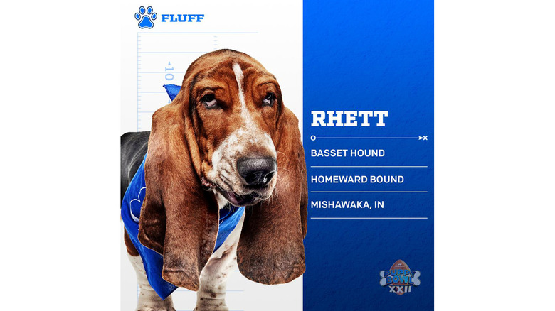 Puppy Bowl 2026's Adorable Adoptable Starting Lineup