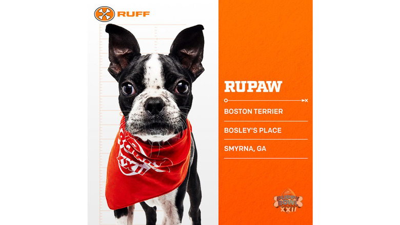 Puppy Bowl 2026's Adorable Adoptable Starting Lineup