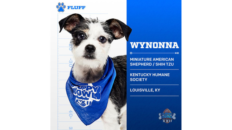 Puppy Bowl 2026's Adorable Adoptable Starting Lineup
