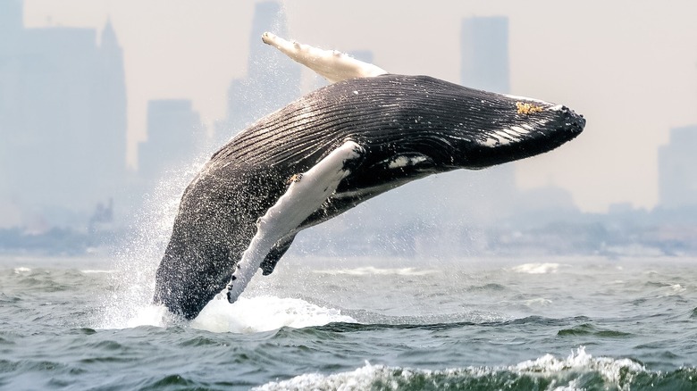 Whale on Blue Planet III