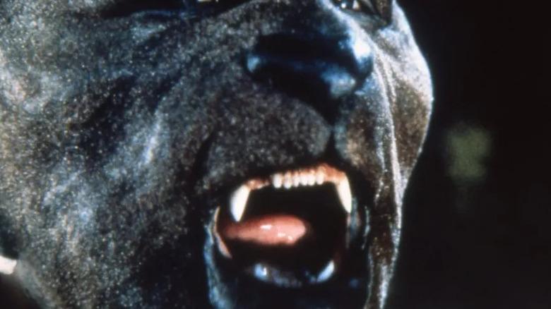 Stan Winston's makeup effects on Simon MacCorkindale's face in Manimal.