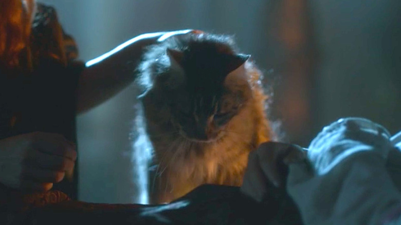 Ser Pounce being petted on "Game of Thrones"