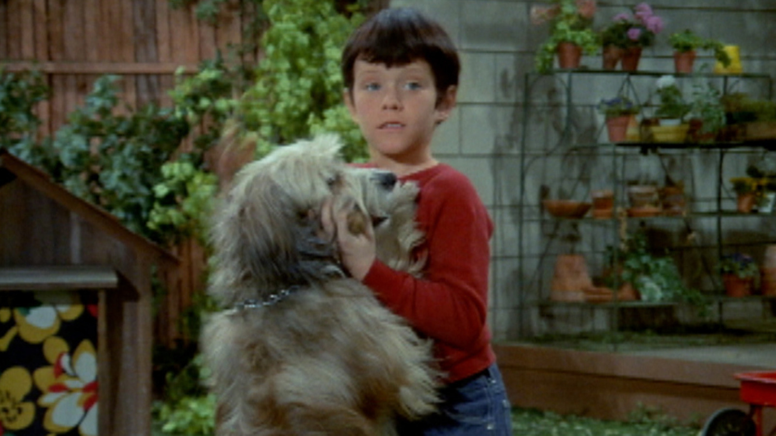 The Tragic Real-Life Fate Of The Brady Bunchs Dog, Tiger