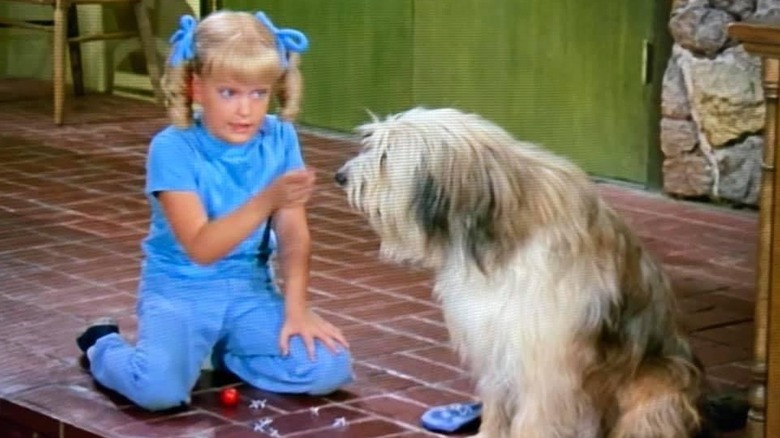 Susan Olsen as Cindy wearing a blue top and pants with matching blue bows in her pigtails, playing with the family dog Tiger in The Brady Bunch