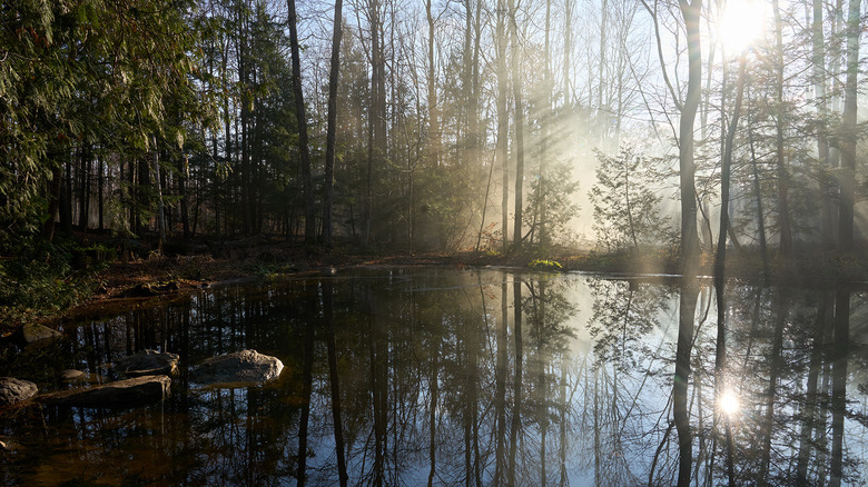 The pond on The Way Home