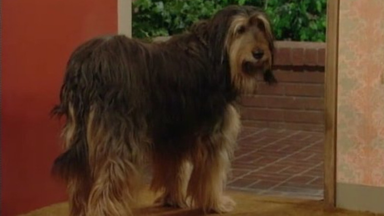 Buck the dog in a classic pose on Married...With Children.