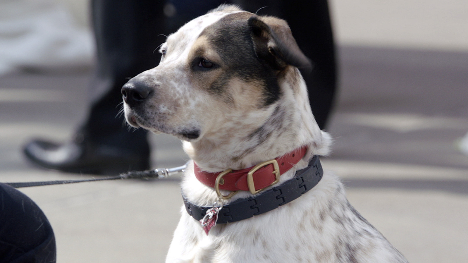 Why Chicago Fire Introduced Pouch, The Firehouse Dog, In Season 1 Why Chicago Fire Introduced Pouch, The Firehouse Dog, In Season 1
