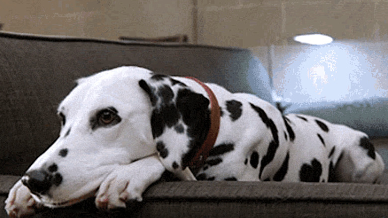 Tuesday the Dalmation laying down on a gray couch in Chicago Fire