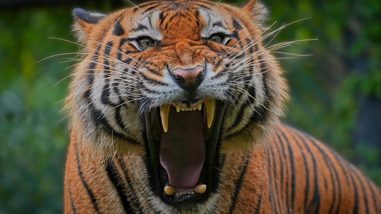 An orange Bengal tiger roaring