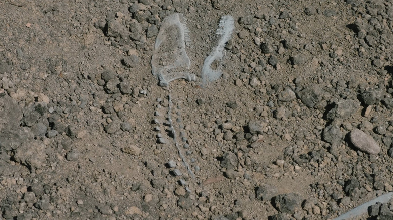 Bir yığın dinozor kemiği