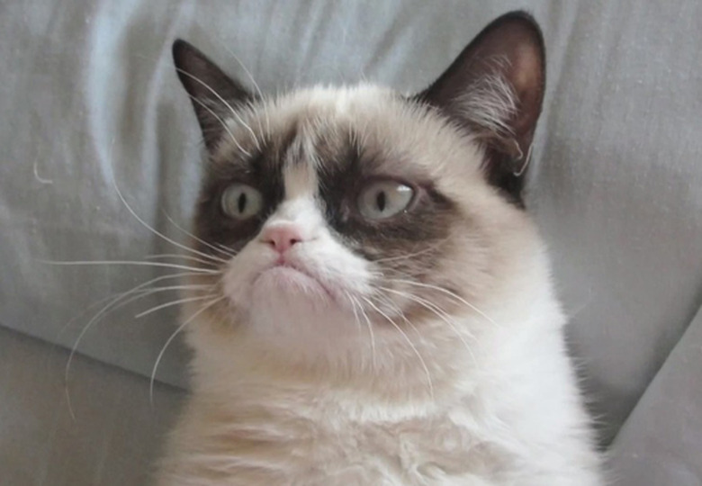 Grumpy Cat Movie