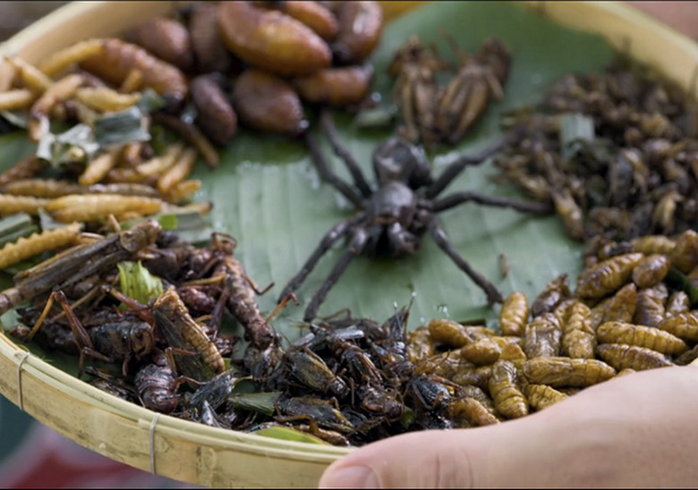 amazing-race-bug-plate