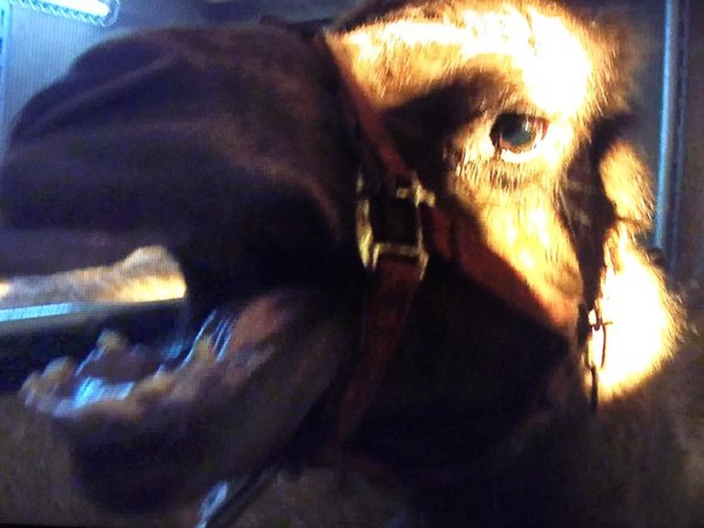 zoo-cbs-killer-camel