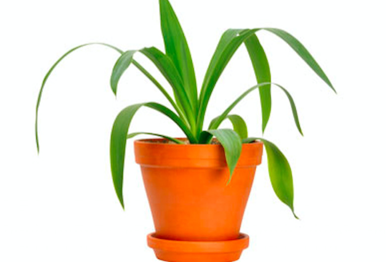 debate3-potted-plant