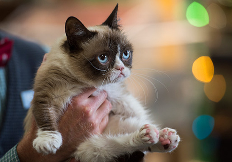 grumpy-cat-movie-08