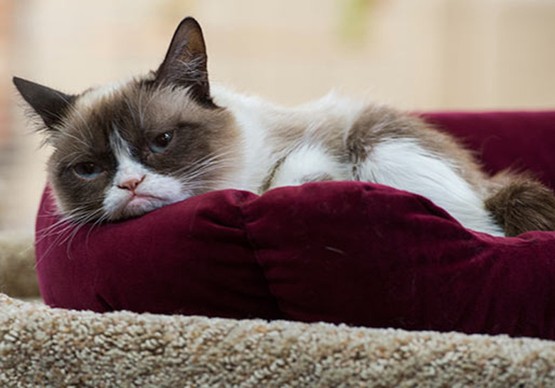 grumpy-cat-movie-13