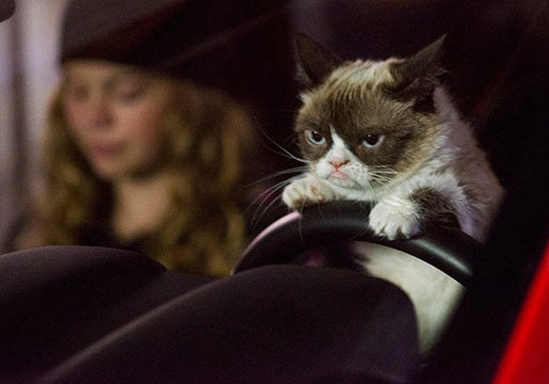 grumpy-cat-movie-14