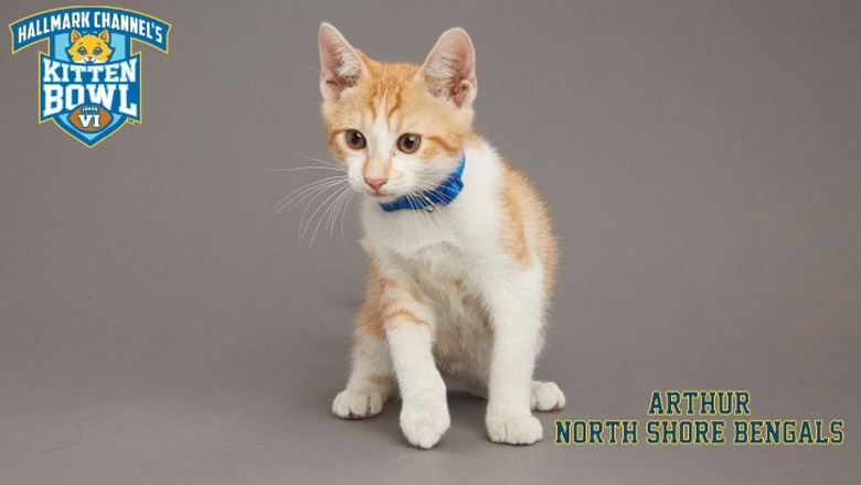 Kitten Bowl 2019 Photos