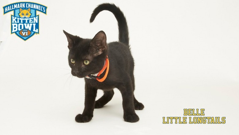 Kitten Bowl 2019 Photos