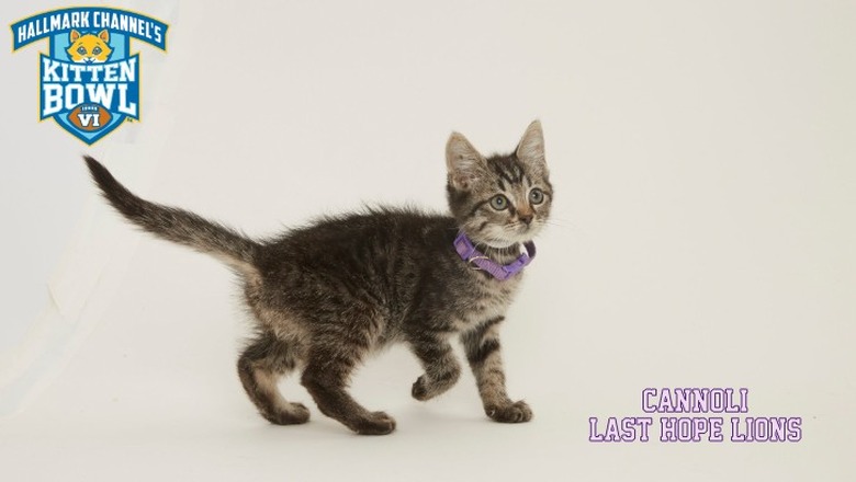 Kitten Bowl 2019 Photos