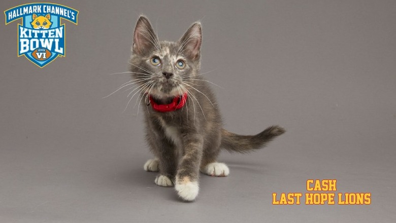 Kitten Bowl 2019 Photos