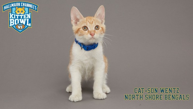 Kitten Bowl 2019 Photos