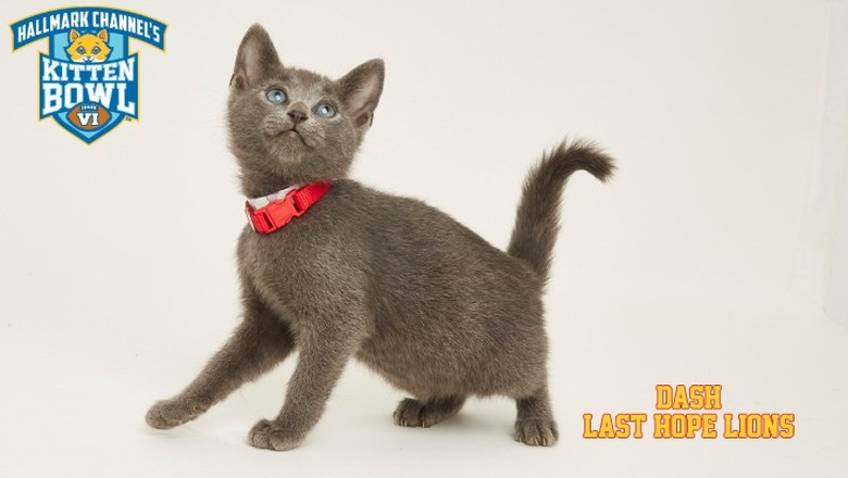 Kitten Bowl 2019 Photos
