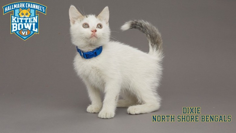 kitten-bowl-2019-dixie