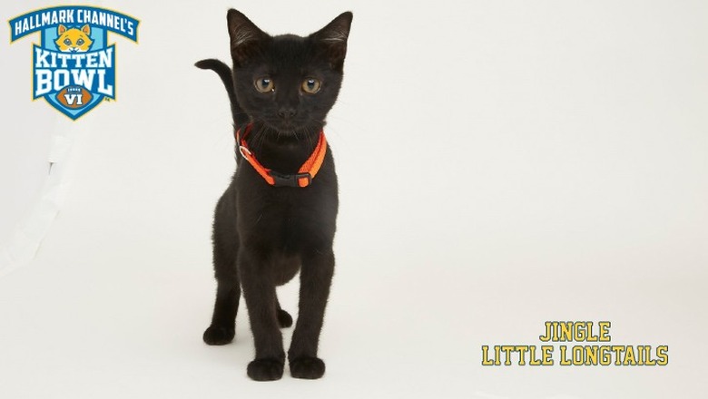 Kitten Bowl 2019 Photos