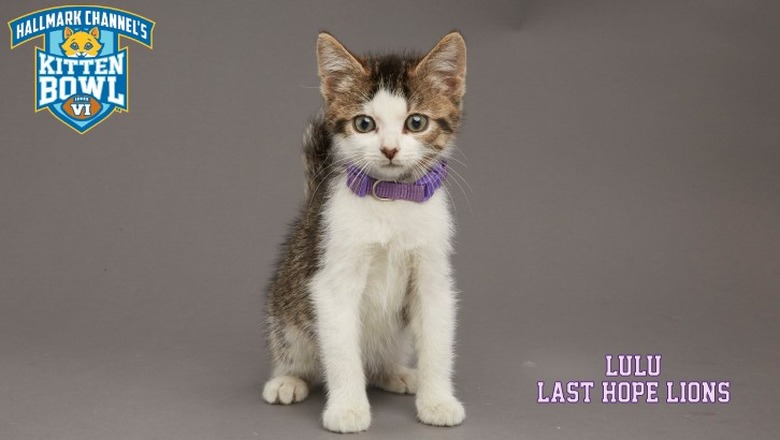 Kitten Bowl 2019 Photos