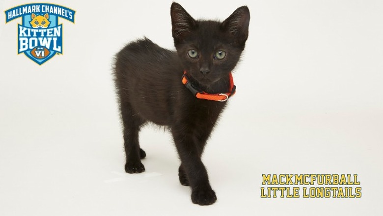 Kitten Bowl 2019 Photos