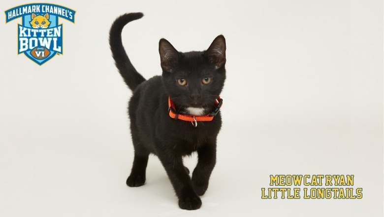 Kitten Bowl 2019 Photos